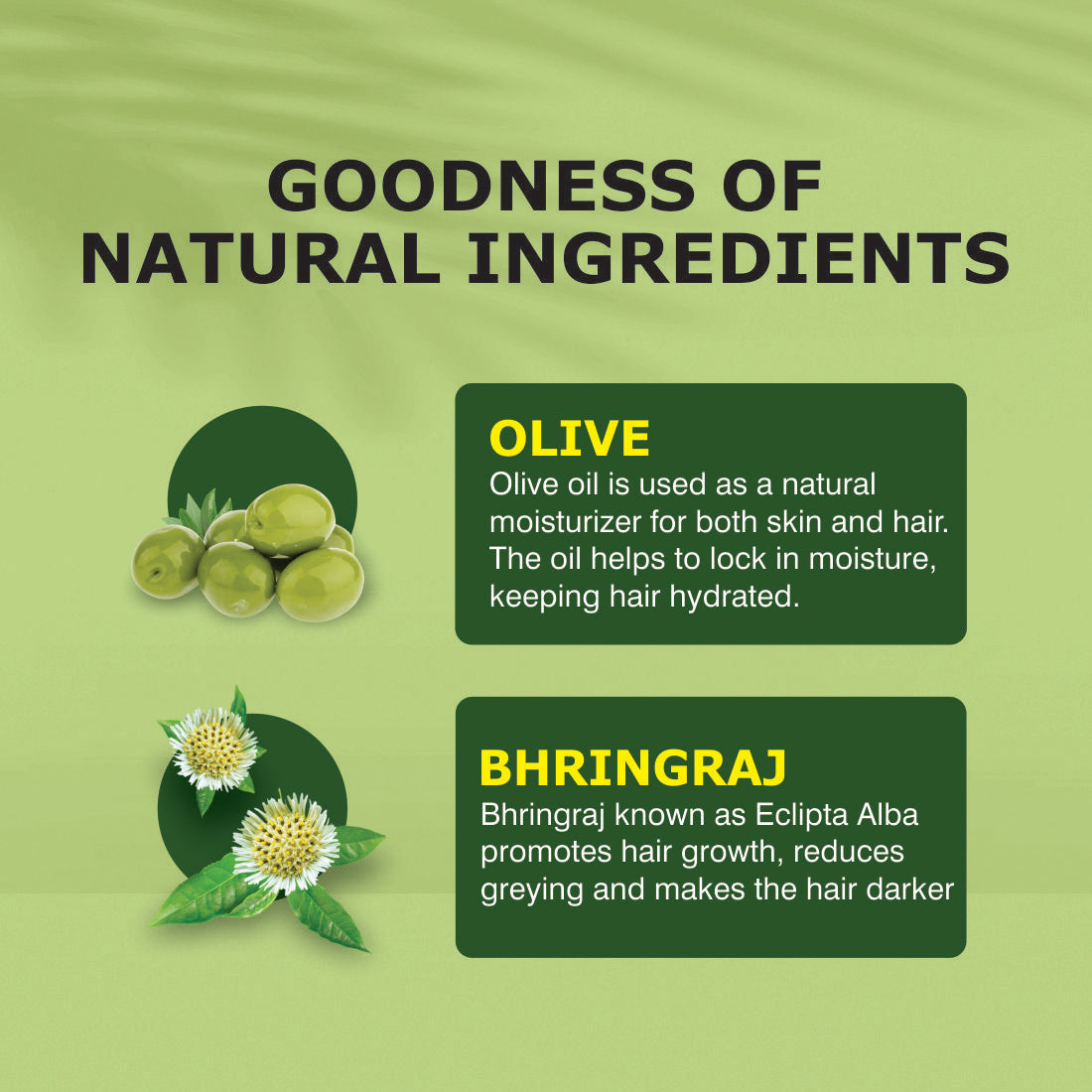 Olive Bhringraj Oil - 100ml